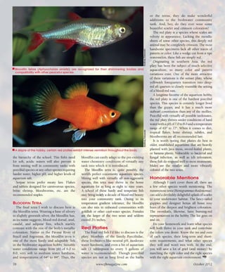 Tropical fish hobbyist october 2012
