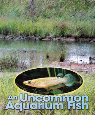 Tropical fish hobbyist october 2012