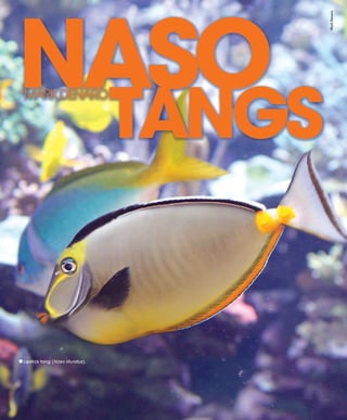 Tropical fish hobbyist october 2012