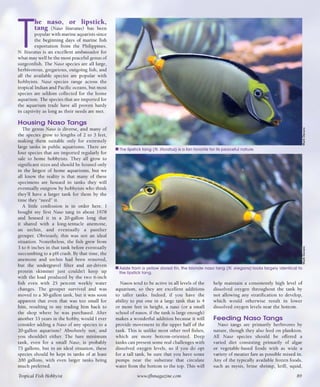 Tropical fish hobbyist october 2012