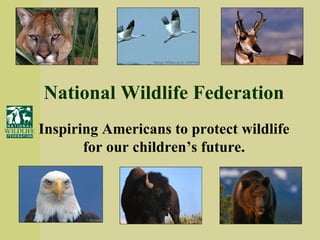 National Wildlife Federation Inspiring Americans to protect wildlife for our children’s future. 