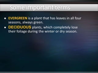  EVERGREEN is a plant that has leaves in all four
seasons, always green.
 DECIDUOUS plants, which completely lose
their foliage during the winter or dry season.
 