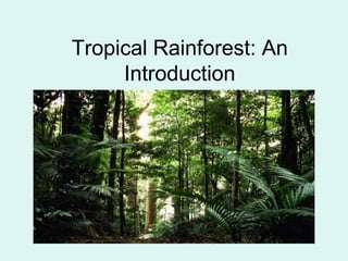 Tropical Rainforest: An
     Introduction
 