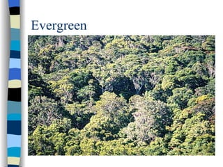 Evergreen
