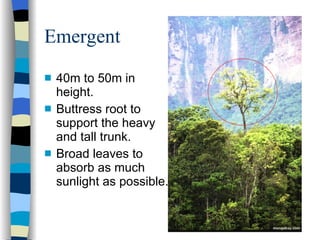 Emergent  40m to 50m in height. Buttress root to support the heavy and tall trunk. Broad leaves to absorb as much sunlight as possible. 