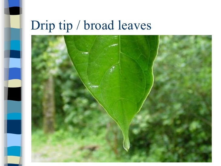 Sec 1 Exp Tropical Rainforests