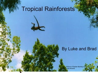 Tropical Rainforests By Luke and Brad Picture of Spider Monkey by Luke Musher 