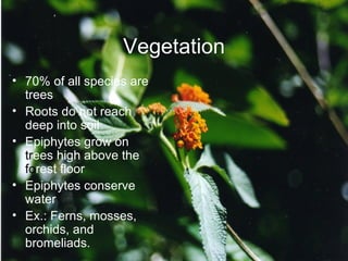 Vegetation 70% of all species are trees Roots do not reach deep into soil Epiphytes grow on  tr ees high above the  fo rest floor Epiphytes conserve water  Ex.: Ferns, mosses, orchids, and bromeliads. 