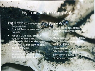 Fig Tree and the Army Ants Fig Tree:   900 or so species from the genus  ficus Crucial Tree in New World Forests. When fruit is ripe, several species of birds and mammals visit the tree. Does not Suffer from animal eating frenzies. Contain hundreds of tiny seeds that few birds and insects can break down. Army Ants : Travel along forest floor devouring everything in their path. Many species of birds follow these hordes eating debris left from the ants. Can carry weights more than 50x their own weight. They have a keen perception of odor and taste. 