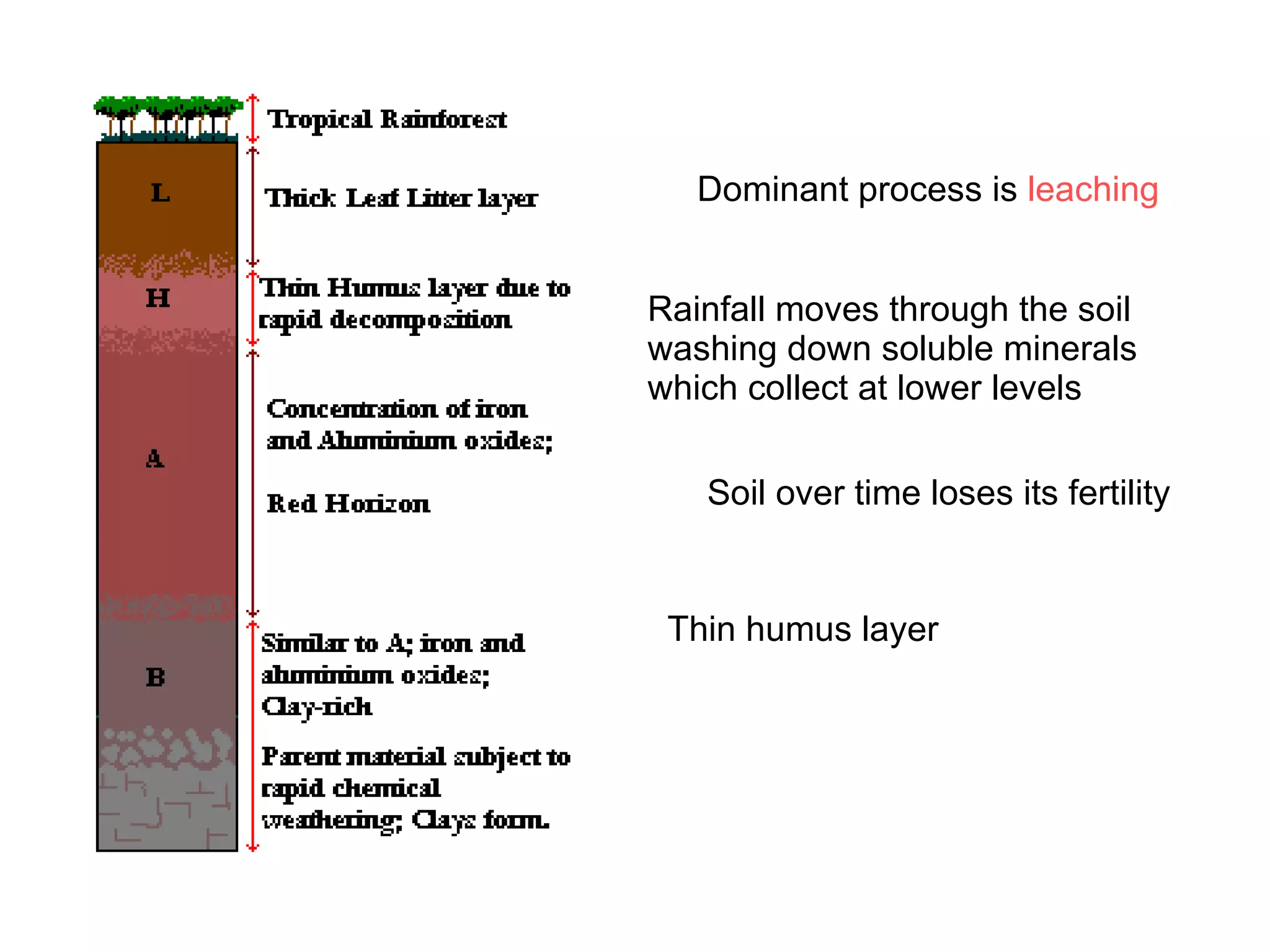 Dominant process is  leaching Rainfall moves through the soil washing down soluble minerals which collect at lower levels Soil over time loses its fertility Thin humus layer 