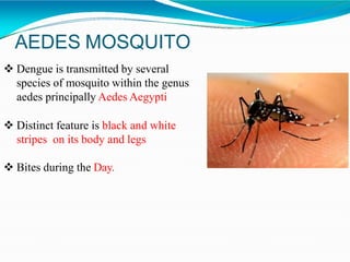 AEDES MOSQUITO
 Dengue is transmitted by several
species of mosquito within the genus
aedes principally Aedes Aegypti
 Distinct feature is black and white
stripes on its body and legs
 Bites during the Day.
 