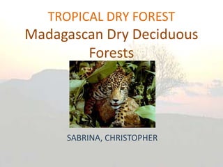 TROPICAL DRY FOREST
Madagascan Dry Deciduous
        Forests




     SABRINA, CHRISTOPHER
 