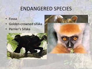 ENDANGERED SPECIES
• Fossa
• Golden-crowned sifaka
• Perrier’s Sifaka
 