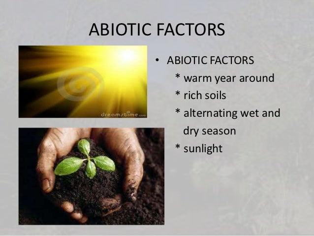 What are the abiotic factors of a forest?