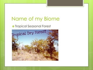 Name of my Biome
 Tropical Seasonal Forest
 
