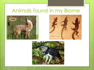 Animals found in my Biome
 