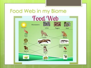 Food Web in my Biome
 