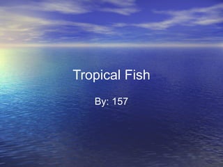Tropical Fish By: 157 