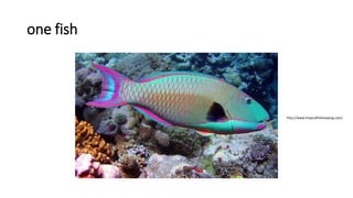 cb tropical fish