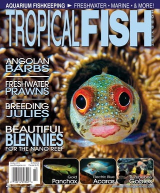 Tropical fish hobbyist 2013 10