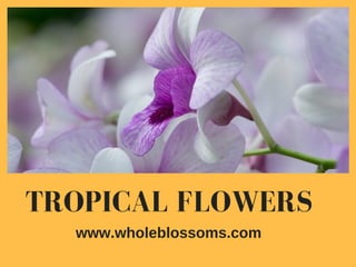 TROPICAL FLOWERS
www.wholeblossoms.com
 