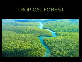 TROPICAL FOREST  
