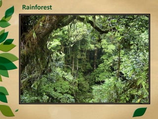 Rainforest
 
