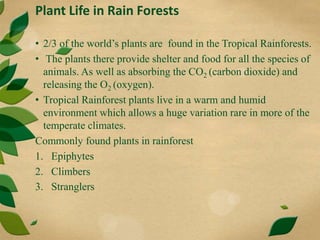 Plant Life in Rain Forests
• 2/3 of the world’s plants are found in the Tropical Rainforests.
• The plants there provide shelter and food for all the species of
animals. As well as absorbing the CO2 (carbon dioxide) and
releasing the O2 (oxygen).
• Tropical Rainforest plants live in a warm and humid
environment which allows a huge variation rare in more of the
temperate climates.
Commonly found plants in rainforest
1. Epiphytes
2. Climbers
3. Stranglers
 