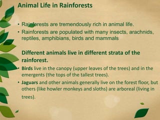 Animal Life in Rainforests
• Rainforests are tremendously rich in animal life.
• Rainforests are populated with many insects, arachnids,
reptiles, amphibians, birds and mammals
Different animals live in different strata of the
rainforest.
• Birds live in the canopy (upper leaves of the trees) and in the
emergents (the tops of the tallest trees).
• Jaguars and other animals generally live on the forest floor, but
others (like howler monkeys and sloths) are arboreal (living in
trees).
 