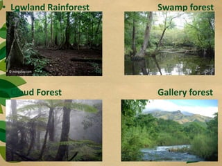 • Lowland Rainforest Swamp forest
• Cloud Forest Gallery forest
 