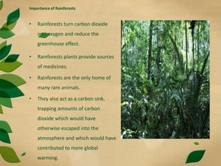 Importance of Rainforests
• Rainforests turn carbon dioxide
into oxygen and reduce the
greenhouse effect.
• Rainforests plants provide sources
of medicines.
• Rainforests are the only home of
many rare animals.
• They also act as a carbon sink,
trapping amounts of carbon
dioxide which would have
otherwise escaped into the
atmosphere and which would have
contributed to more global
warming.
 