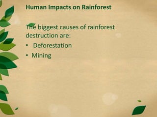 Human Impacts on Rainforest
The biggest causes of rainforest
destruction are:
• Deforestation
• Mining
 
