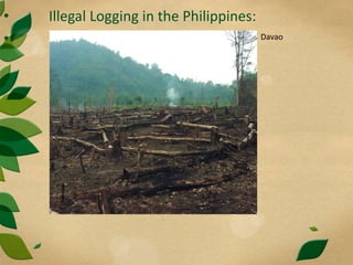 • Illegal Logging in the Philippines:
• Davao
 