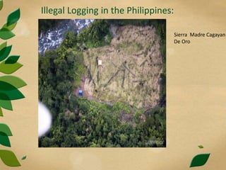 Illegal Logging in the Philippines:
Sierra Madre Cagayan
De Oro
 