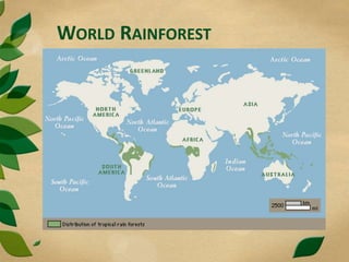 WORLD RAINFOREST
 