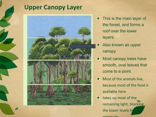 Upper Canopy Layer
This is the main layer of
the forest, and forms a
roof over the lower
layers.
Also known as upper
canopy
Most canopy trees have
smooth, oval leaves that
come to a point.
Most of the animals live,
because most of the food is
available here
takes up most of the
remaining light, blocking
the lower levels from
 