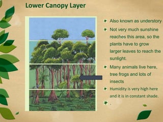 Lower Canopy Layer
Also known as understory
Not very much sunshine
reaches this area, so the
plants have to grow
larger leaves to reach the
sunlight.
Many animals live here,
tree frogs and lots of
insects
Humidity is very high here
and it is in constant shade.
.
 