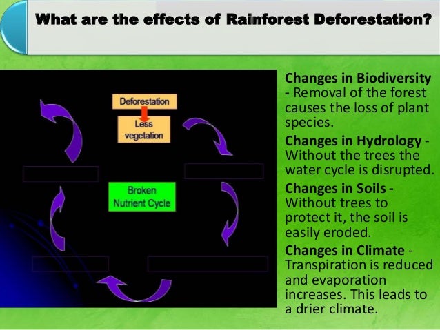 Technologys impact on the rain forest