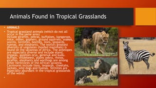 Tropical grassland presentation | PPT