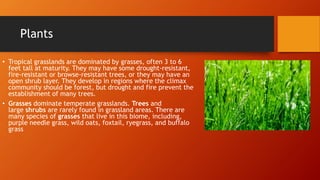 Plants
• Tropical grasslands are dominated by grasses, often 3 to 6
feet tall at maturity. They may have some drought-resistant,
fire-resistant or browse-resistant trees, or they may have an
open shrub layer. They develop in regions where the climax
community should be forest, but drought and fire prevent the
establishment of many trees.
• Grasses dominate temperate grasslands. Trees and
large shrubs are rarely found in grassland areas. There are
many species of grasses that live in this biome, including,
purple needle grass, wild oats, foxtail, ryegrass, and buffalo
grass
 