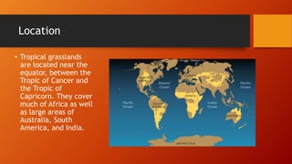 Location
• Tropical grasslands
are located near the
equator, between the
Tropic of Cancer and
the Tropic of
Capricorn. They cover
much of Africa as well
as large areas of
Australia, South
America, and India.
 
