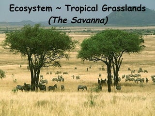 Ecosystem ~ Tropical Grasslands (The Savanna) 
