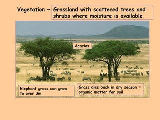 Vegetation ~ Grassland with scattered trees and shrubs where moisture is available Elephant grass can grow to over 3m Acacias Grass dies back in dry season = organic matter for soil 