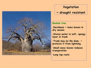 Vegetation ~ drought resistant Baobab tree Deciduous ~ loses leaves in dry season Stores water in soft, spongy layer in trunk Trunk may be 9m diam. ~ protects it from lightning Small waxy leaves reduces transpiration Long tap roots 
