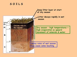 S O I L S Deep litter layer at start of dry season Litter decays rapidly in wet season Dry season – high temperatures = high evaporation so upward movement of minerals & water Heavy rains of wet season may cause some leaching Calcium rich in dry season 