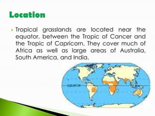 

Tropical grasslands are located near the
equator, between the Tropic of Cancer and
the Tropic of Capricorn. They cover much of
Africa as well as large areas of Australia,
South America, and India.

 