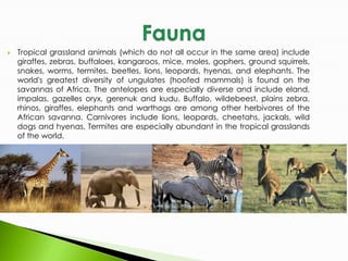 Tropical grasslands 6th | PPT