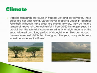 

Tropical grasslands are found in tropical wet and dry climates. These
areas are hot year-round, usually never dropping under 64 degrees
Farenheit. Although these areas are overall very dry, they do have a
season of heavy rain. Annual rainfall is from 20-50 inches per year. It is
crucial that the rainfall is concentrated in six or eight months of the
year, followed by a long period of drought when fires can occur. If
the rain were well distributed throughout the year, many such areas
would become tropical forest.

 