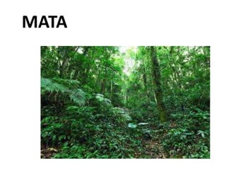 MATA
 