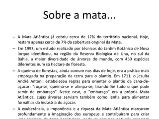 Sobre a mata...
– A Mata Atlântica já cobriu cerca de 12% do território nacional. Hoje,
restam apenas cerca de 7% da cobertura original da Mata.
– Em 1993, um estudo realizado por técnicos do Jardim Botânico de Nova
Iorque identificou, na região da Reserva Biológica de Una, no sul da
Bahia, a maior diversidade de árvores do mundo, com 450 espécies
diferentes num só hectare de floresta.
– A queima de florestas, ainda comum nos dias de hoje, era a prática mais
empregada na preparação da terra para o plantio. Em 1711, o jesuíta
André Antonil estabeleceu regras para orientar o plantio da cana-de-
açúcar: “roça-se, queima-se e alimpa-se, tirando-lhe tudo o que pode
servir de embaraço”. Neste caso, o “embaraço” era a própria Mata
Atlântica, cujas árvores serviam também como lenha para alimentar
fornalhas da indústria do açúcar.
– A exuberância, a imponência e a riqueza da Mata Atlântica marcaram
profundamente a imaginação dos europeus e contribuíram para criar
 